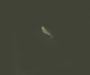 day5fry3.jpg