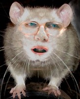 rove-rat.jpg rove-rat.jpg
