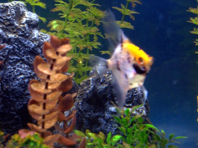 Fish 002.jpg