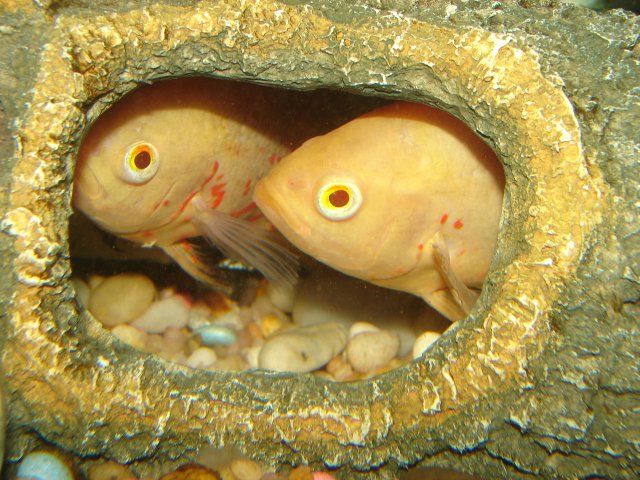 DSC07064.JPG