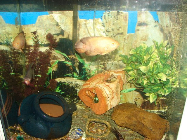 DSC06958.JPG