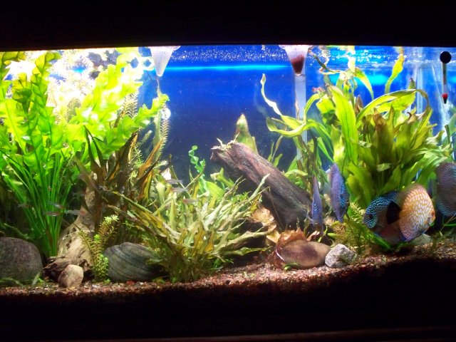 fish and mc feb 017.JPG