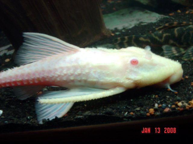 pleco.jpg