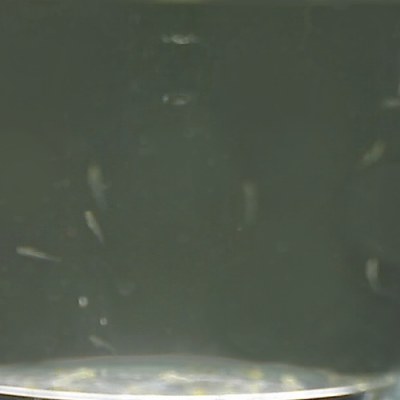 day5fry6.jpg day5fry6.jpg