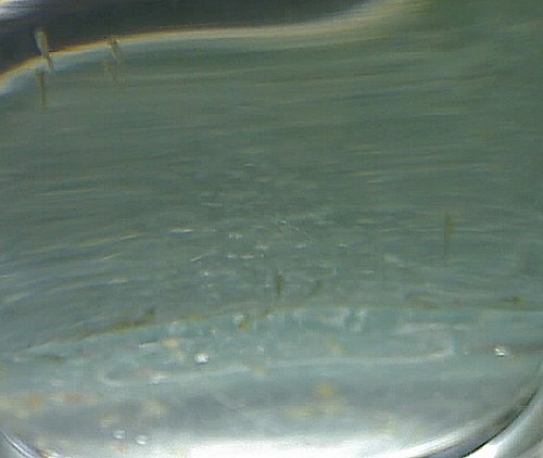 day5fry11.jpg day5fry11.jpg