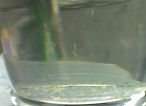 day5fry12.jpg day5fry12.jpg