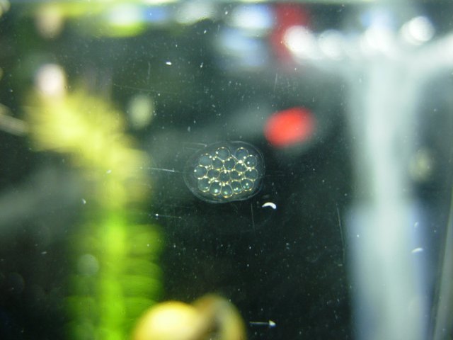 Clutch 01 - Day 03.JPG