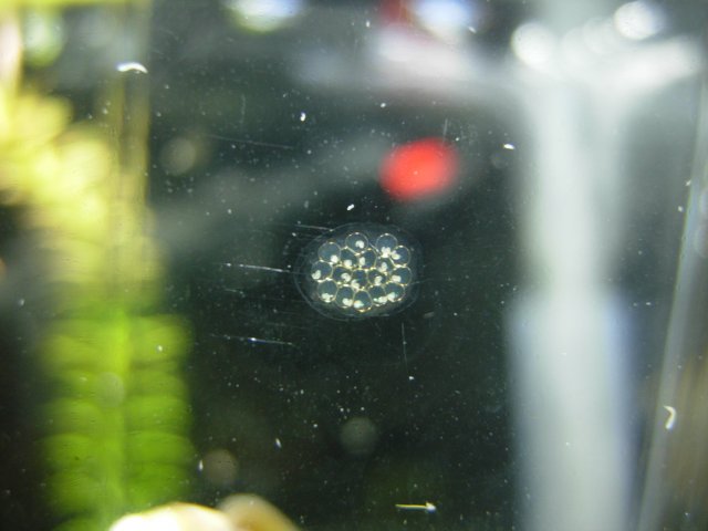 Clutch 01 - Day 05.JPG