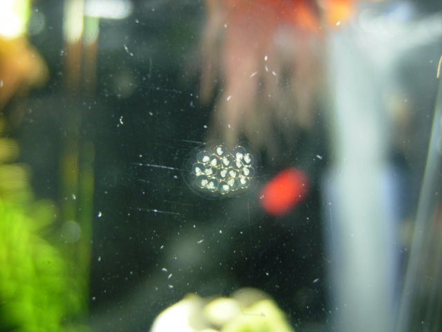 Clutch 01 - Day 06.JPG
