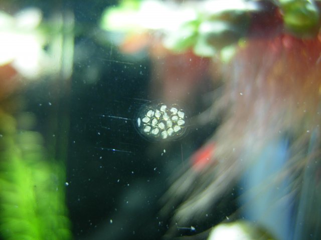 Clutch 01 - Day 07.JPG