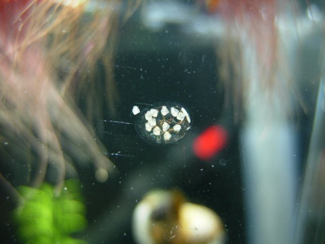 Clutch 01 - Day 09.JPG