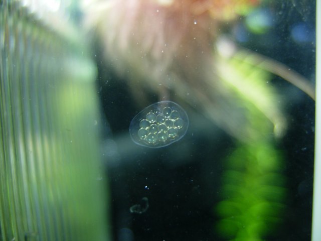 Clutch 02 - Day 02.JPG