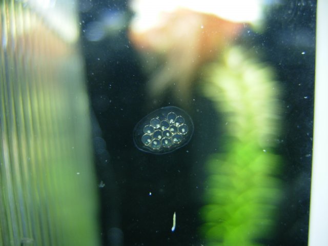 Clutch 02 - Day 04.JPG