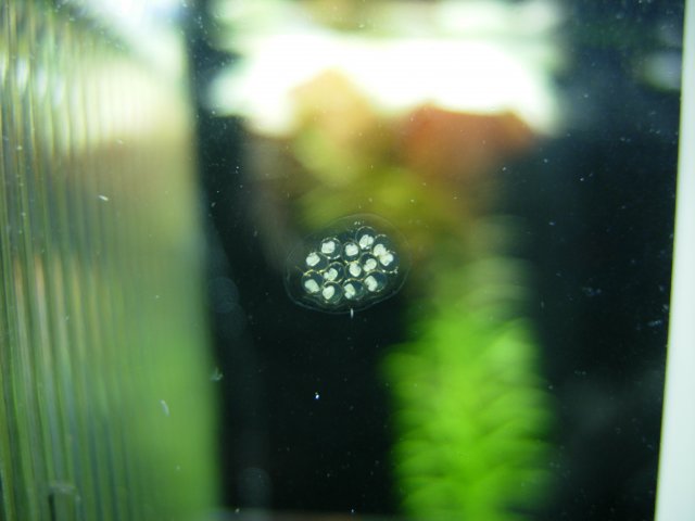 Clutch 02 - Day 06.JPG