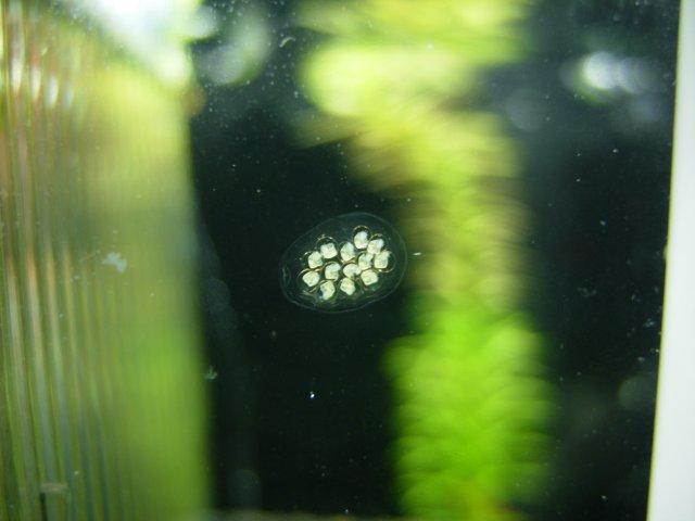 Clutch 02 - Day 07.JPG