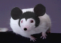 mickeymouse.jpg