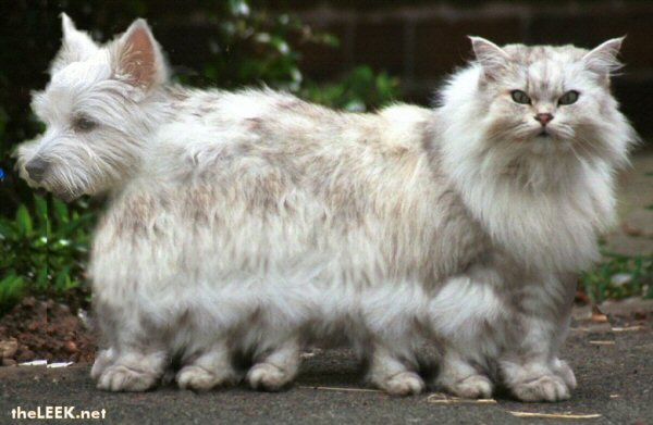 catdog.jpg