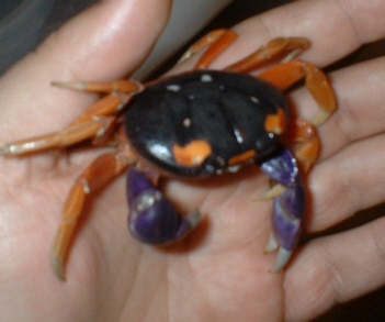 halloweencrab1.jpg