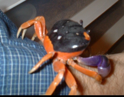 halloweencrab2.jpg