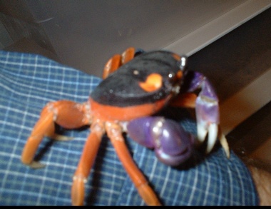 halloweencrab3.jpg