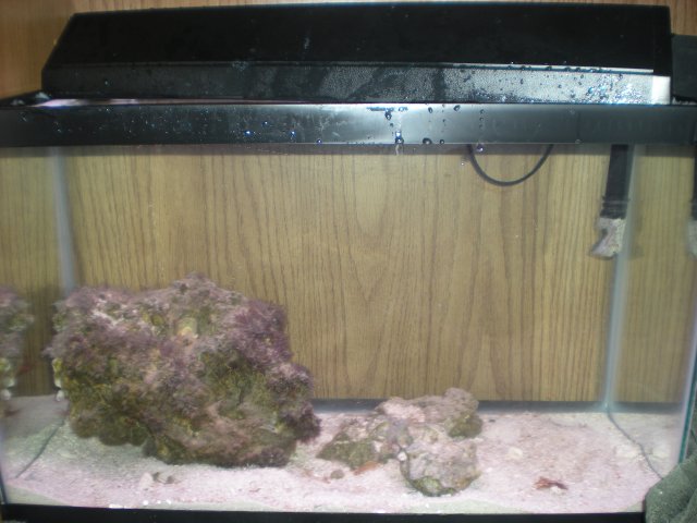 mice 443.jpg