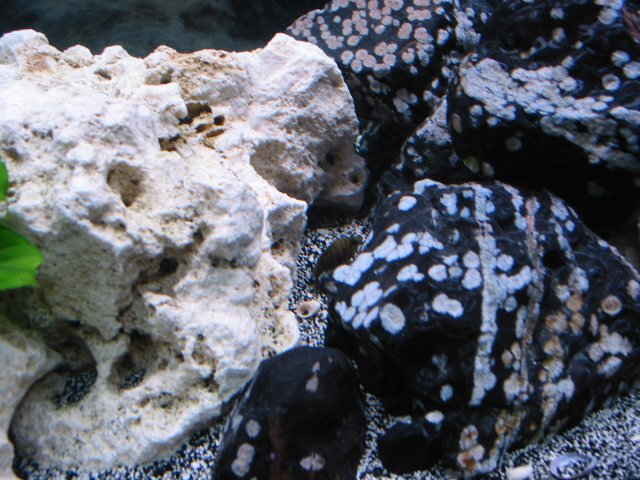 100-0064_IMG.JPG