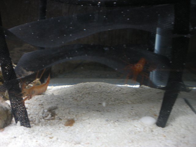 mice 536.jpg