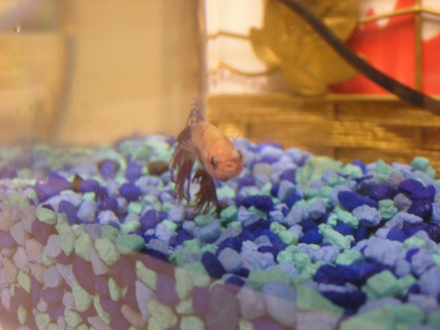 Aquarium fish Oscar popeye 005.jpg