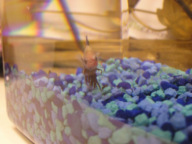 Aquarium fish Oscar popeye 006.jpg