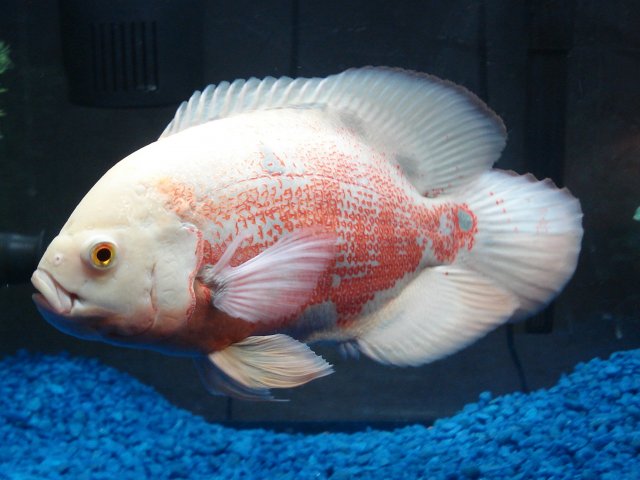 DSC03518.JPG