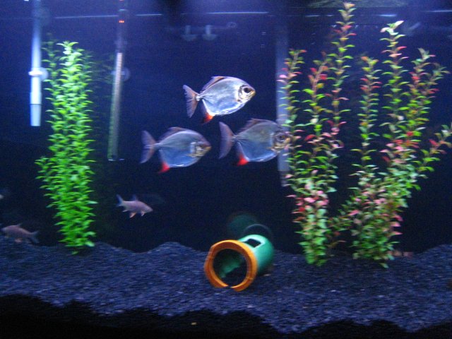 IMG_0875.JPG