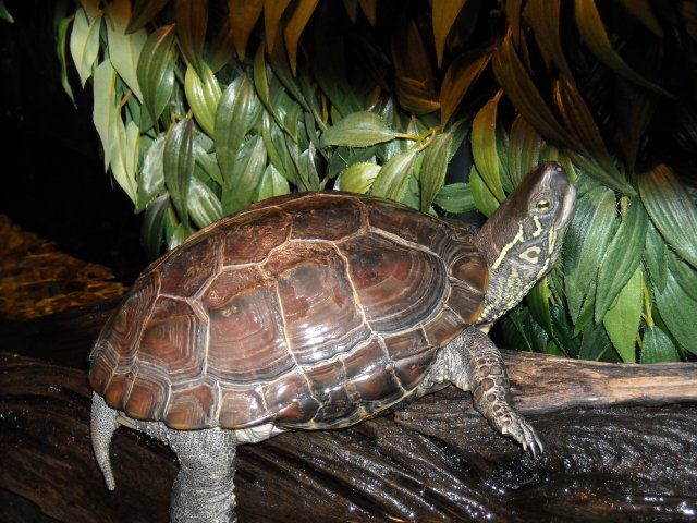 DSCN0112.JPG DSCN0112.JPG
