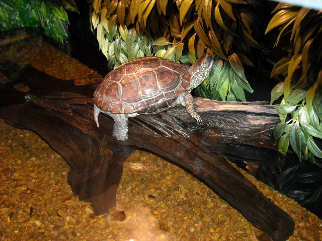 DSCN0110.JPG DSCN0110.JPG