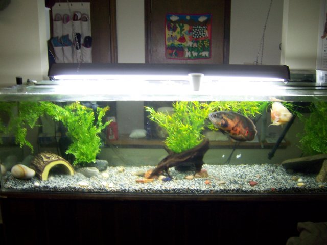fish 140.jpg