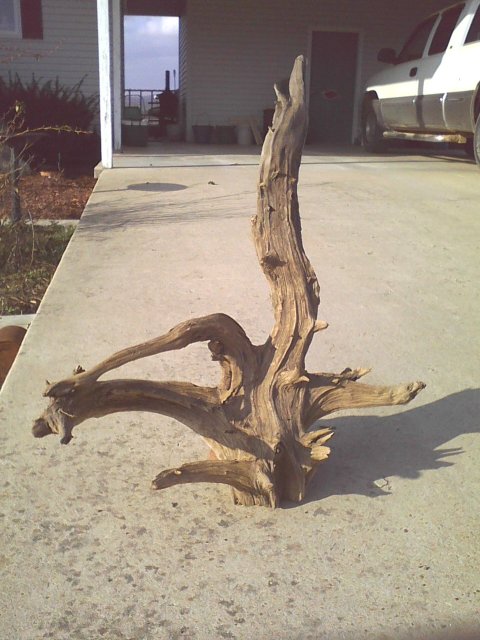 Cedar Driftwood.jpg Cedar Driftwood.jpg