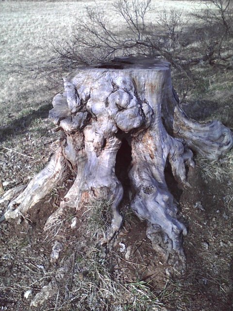 Cool Stump.jpg Cool Stump.jpg