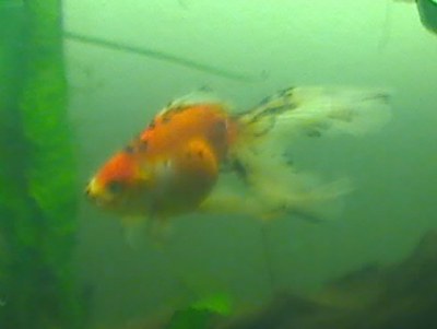 x calico2.jpg