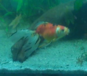x calico3.jpg