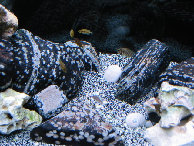 101-0139_IMG.JPG