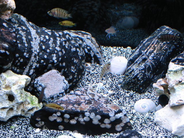 101-0146_IMG.JPG