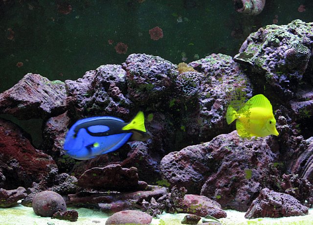tank_3_09.jpg