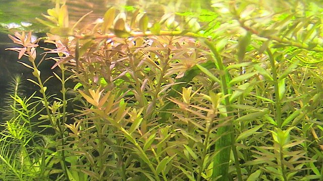 rotala rotundifolia.jpg
