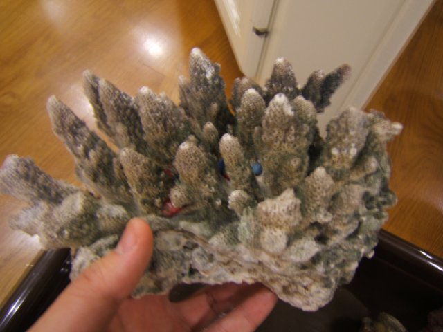 DSCF1278.JPG