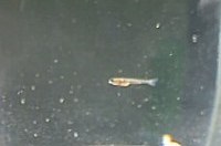 fry16-3.jpg