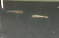 fry16-4.jpg