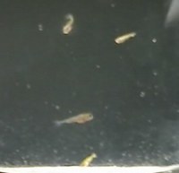 fry16-7.jpg
