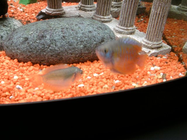Photo126.jpg Photo126.jpg