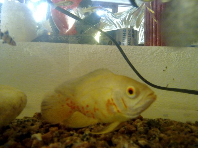 albino.jpg