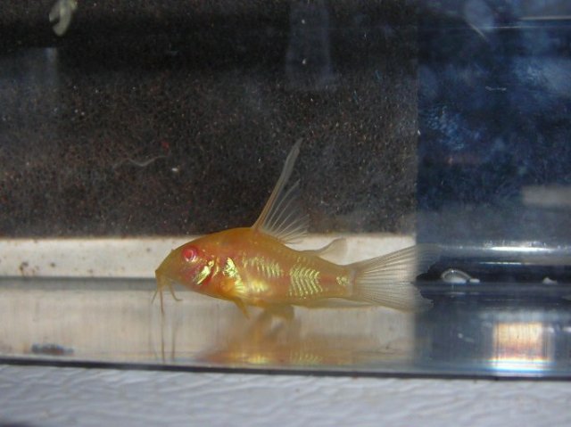 PALEATEUS   SUNBURST 005.JPG