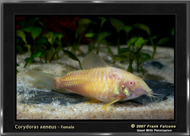 c_aeneus_albino_1b_lr.jpg